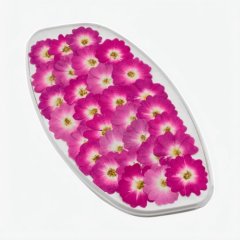 Роза обезвоженная "Пурпурный фламинго" Плоская 30 шт 